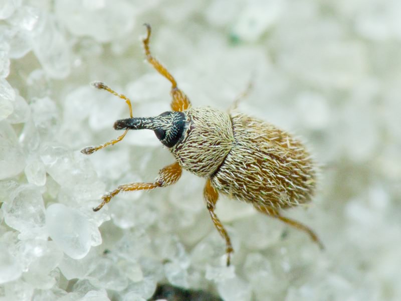 Mecinus ictericus Gyllenhal, 1838