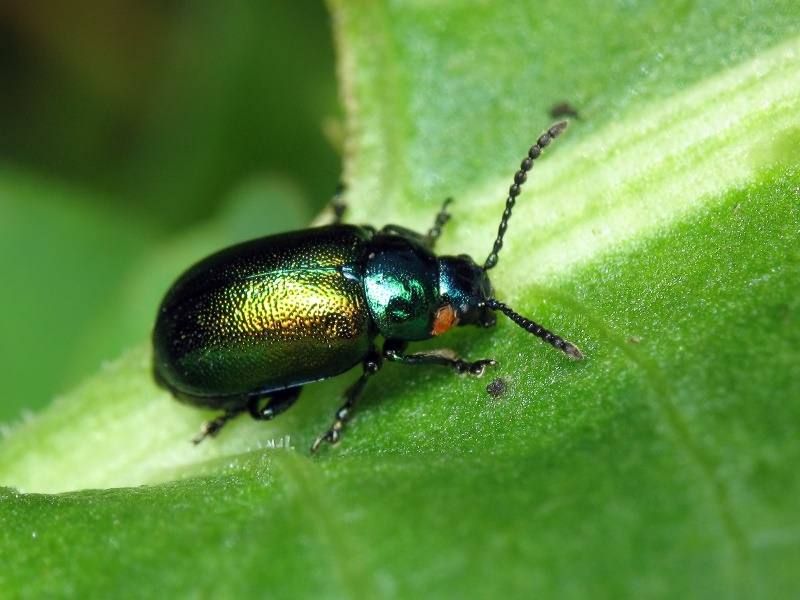 Gastrophysa viridula (De Geer, 1775)