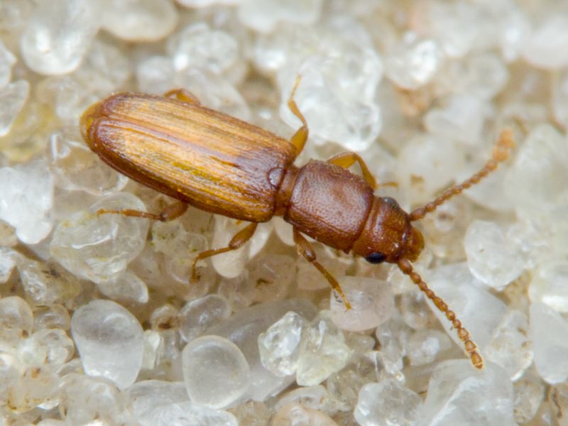 Placonotus testaceus (Fabricius, 1787)