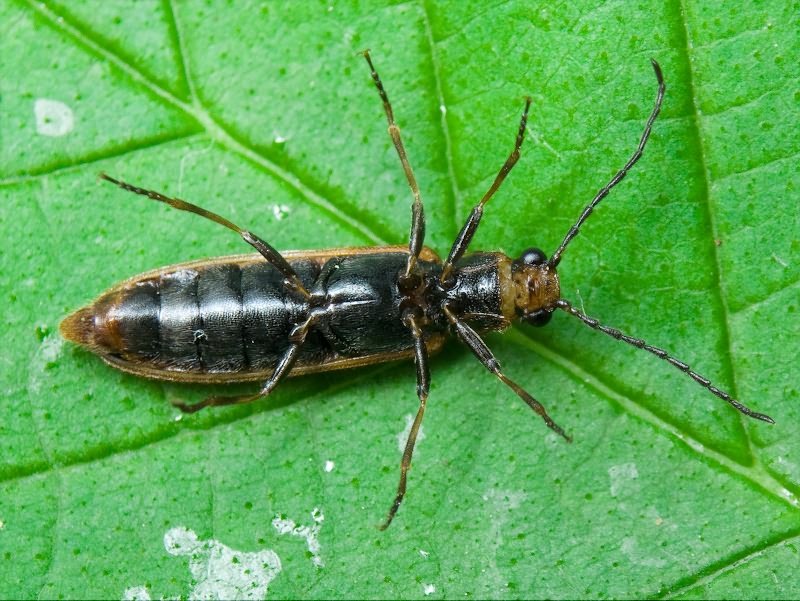 Denticollis linearis (Linnaeus, 1758)