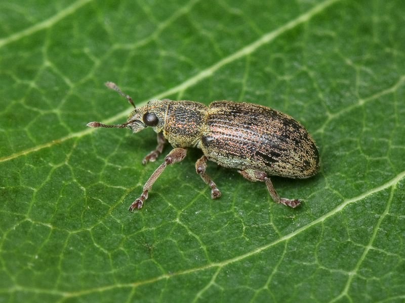 Sitona languidus Gyllenhal, 1834