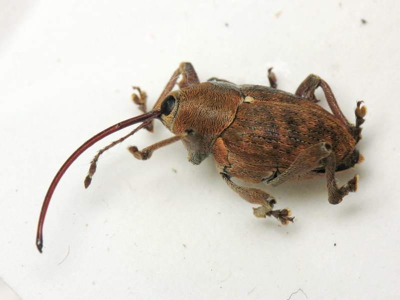 Curculio glandium Marsham, 1802