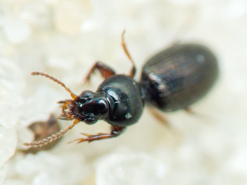 Dyschirius