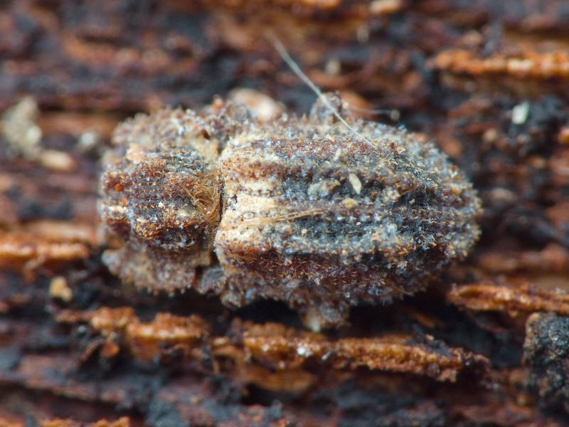 Endophloeus exculptus Germar, 1847