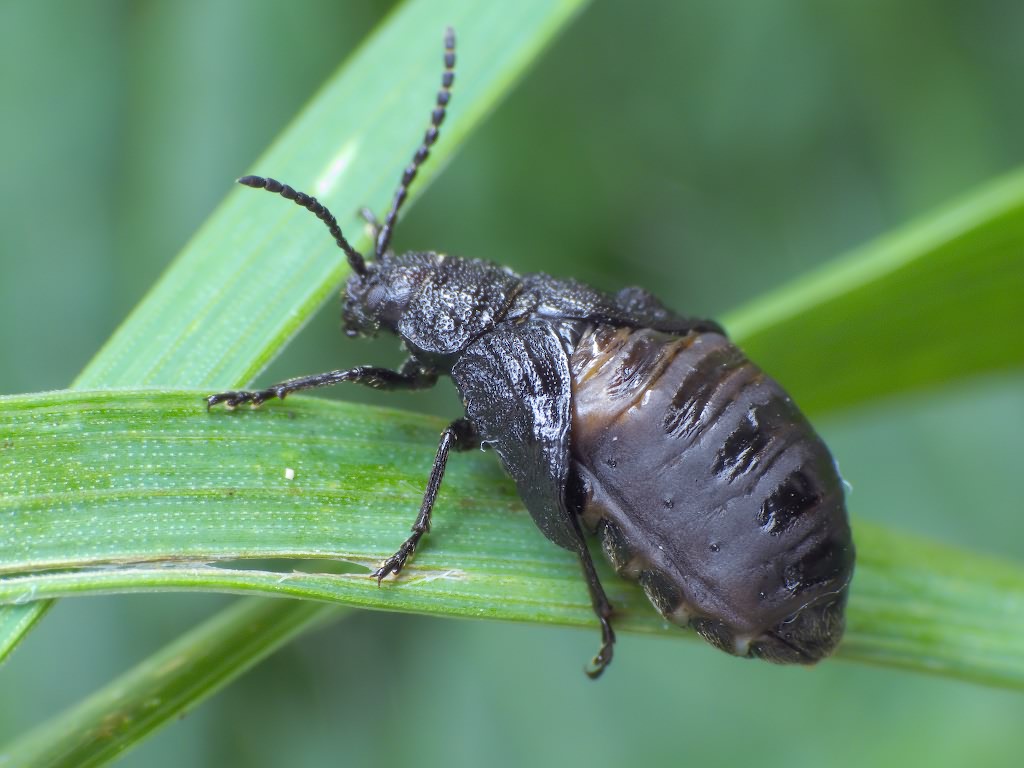 Galeruca tanaceti (Linnaeus, 1758)