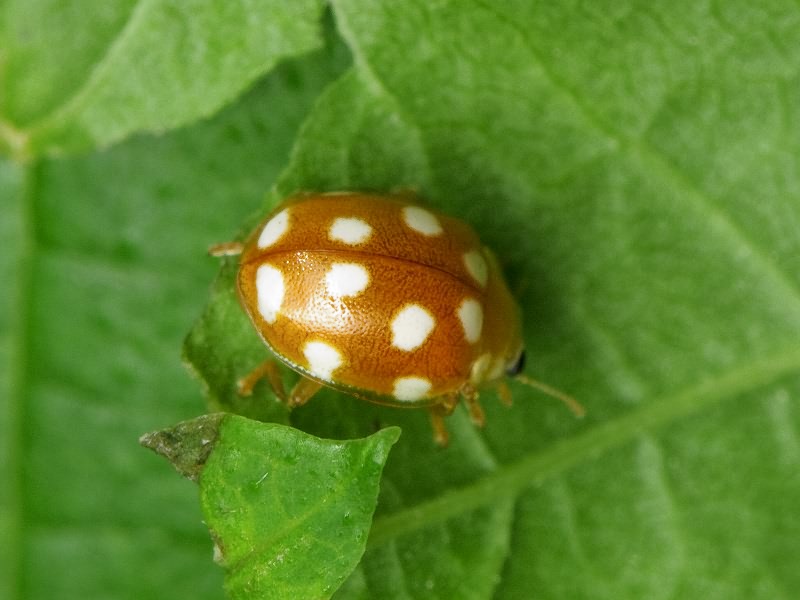 Vibidia duodecimguttata (Poda, 1761)