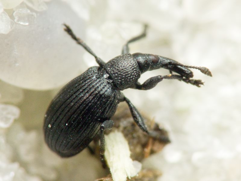 Aizobius sedi (Germar, 1818)