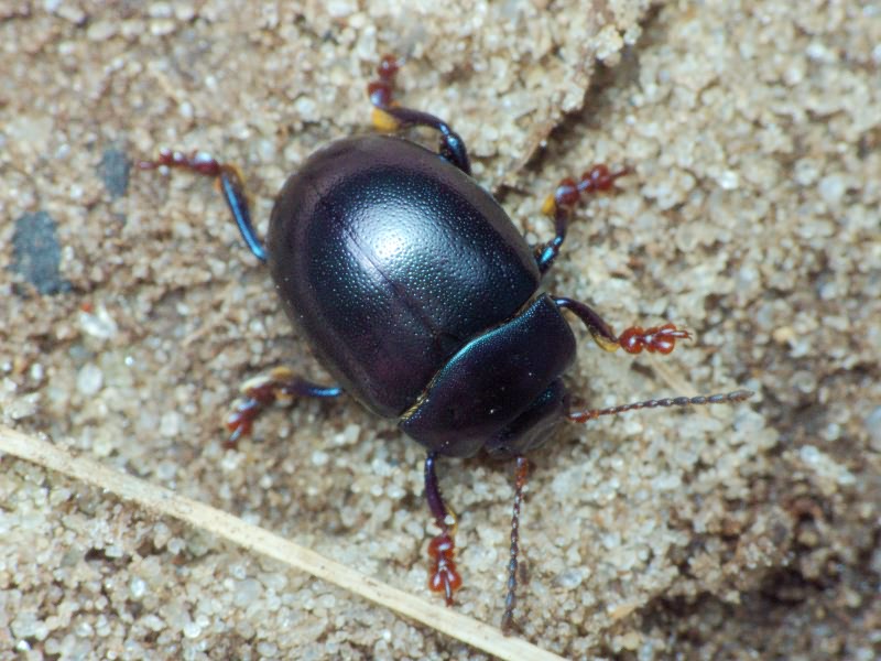 Chrysolina sturmi (Westhoff, 1882)