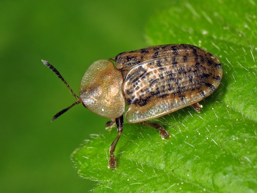 Cassida nebulosa Linnaeus, 1758