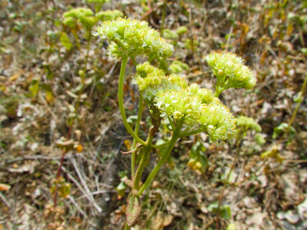 Hylotelephium telephium subsp. ruprechtii (Jalas) H.Ohba