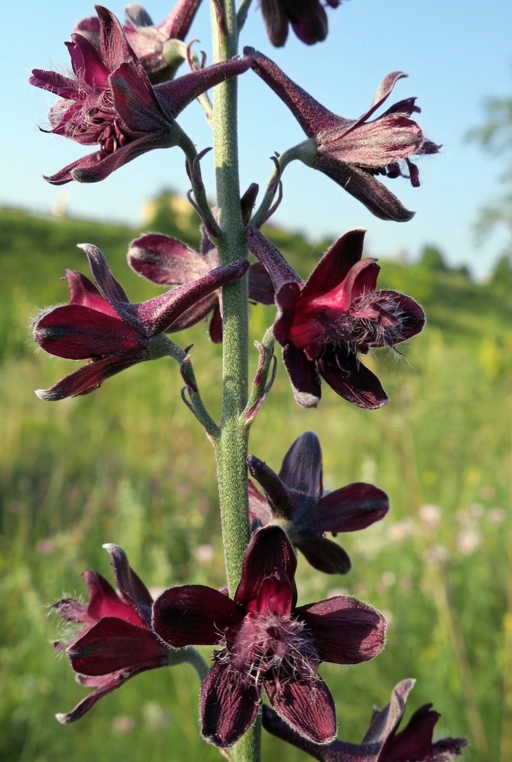 Delphinium puniceum Pall.
