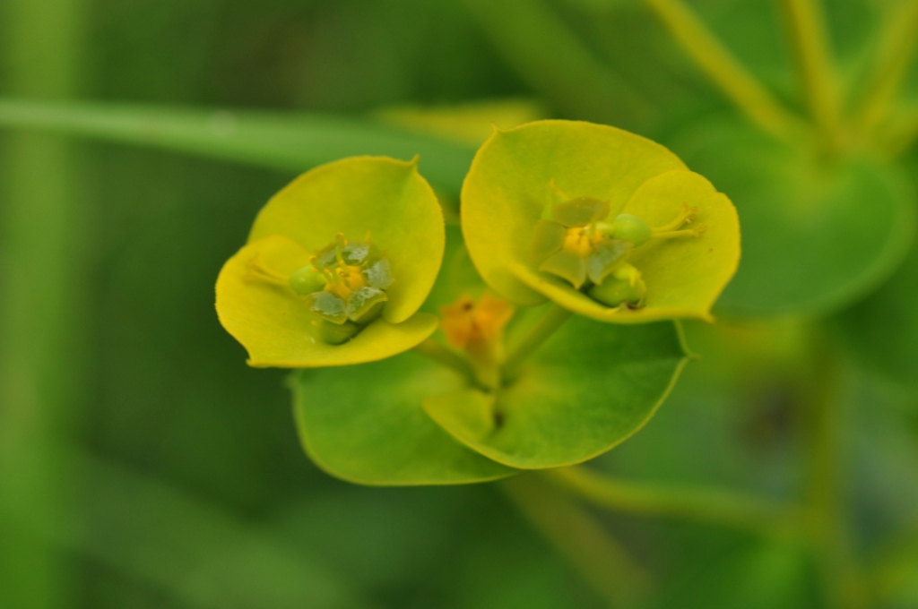 Euphorbia
