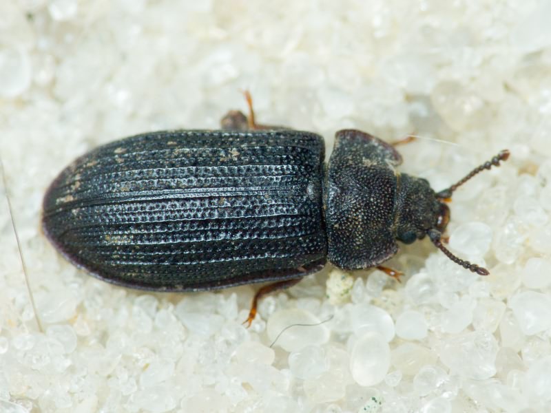 Grynocharis oblonga (Linnaeus, 1758)