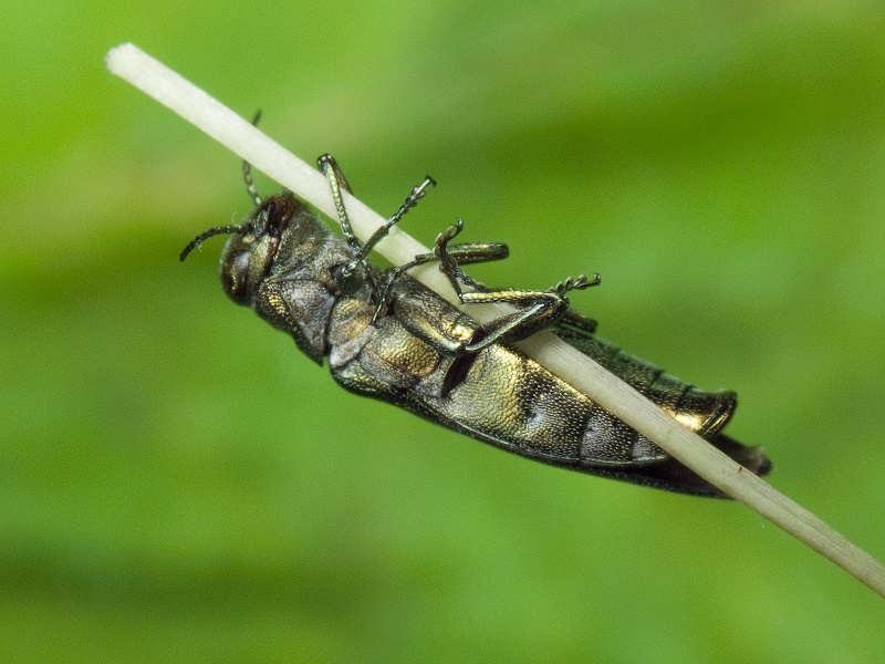 Agrilus