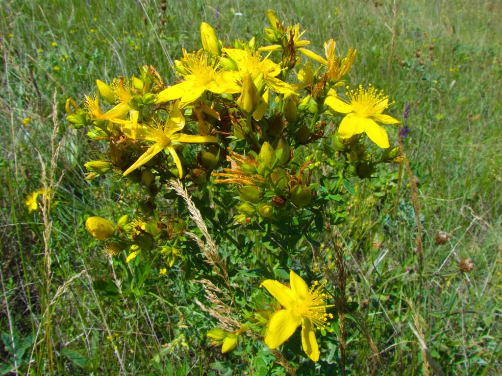Hypericum perforatum L.