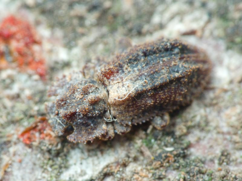 Endophloeus exculptus Germar, 1847