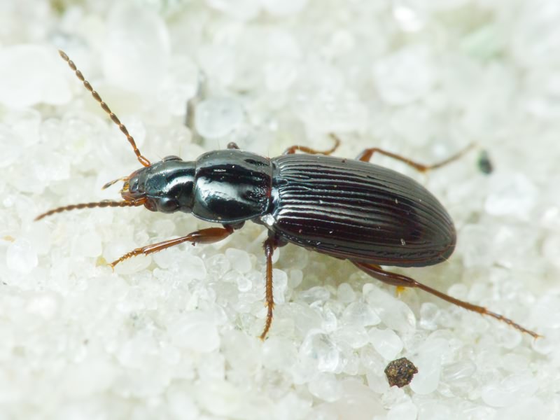Carabidae
