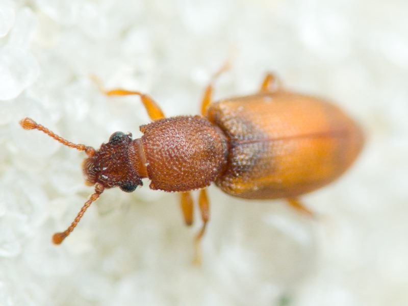 Monotomidae