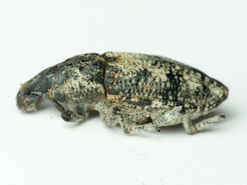 Pachycerus segnis Germar, 1824