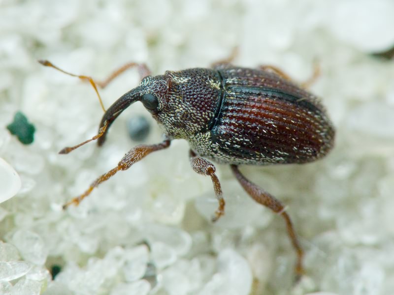 Trichosirocalus troglodytes (Fabricius, 1787)