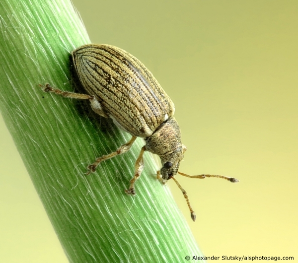 Phyllobius (Phyllobius) pyri (Linnaeus, 1758)