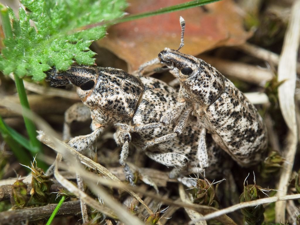 Cyphocleonus dealbatus (Gmelin, 1790)
