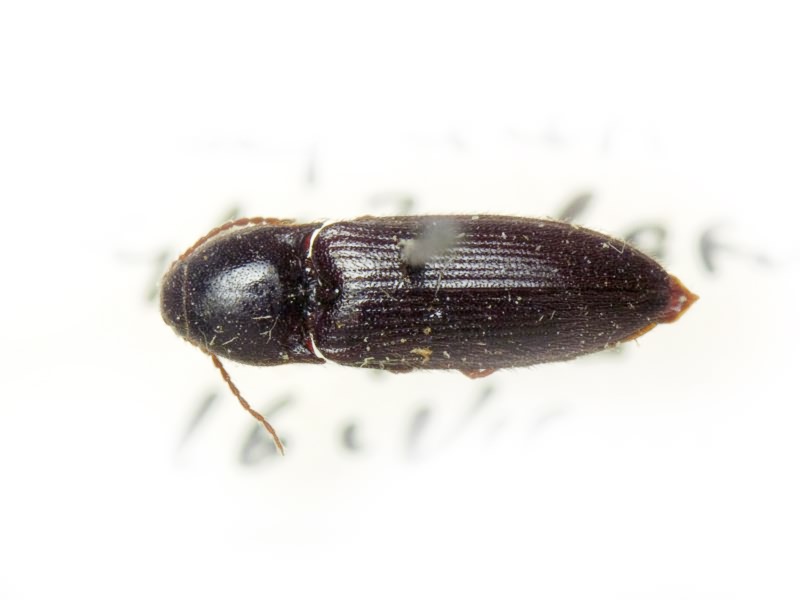 Ampedus nigrinus (Herbst, 1784)