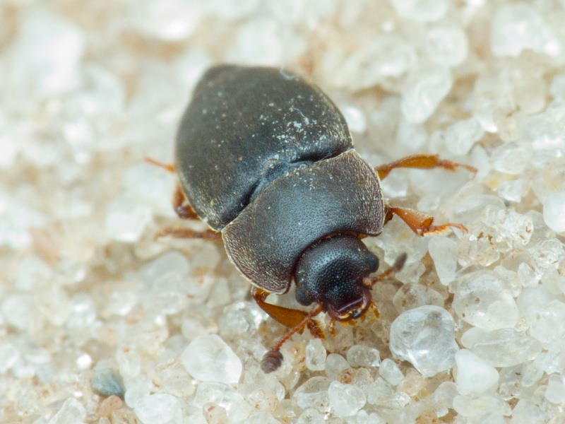 Nitidula rufipes (Linnaeus, 1767)