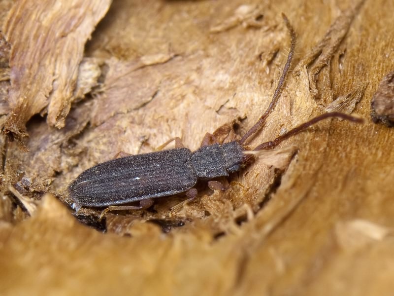 Uleiota planata (Linnaeus, 1761)