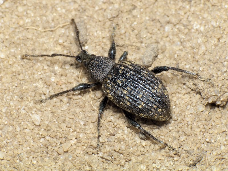 Otiorhynchus (Dorymerus) sulcatus (Fabricius, 1775)