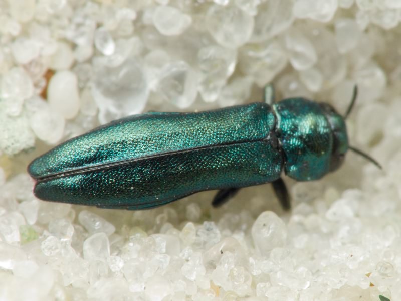 Agrilus delphinensis Abeille de Perrin, 1897