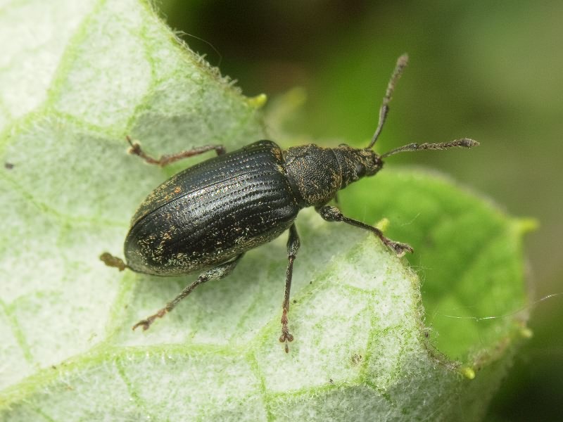 Phyllobius (Phyllobius) pyri (Linnaeus, 1758)