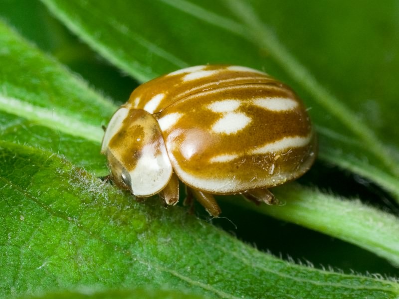 Myzia oblongoguttata Linnaeus, 1758