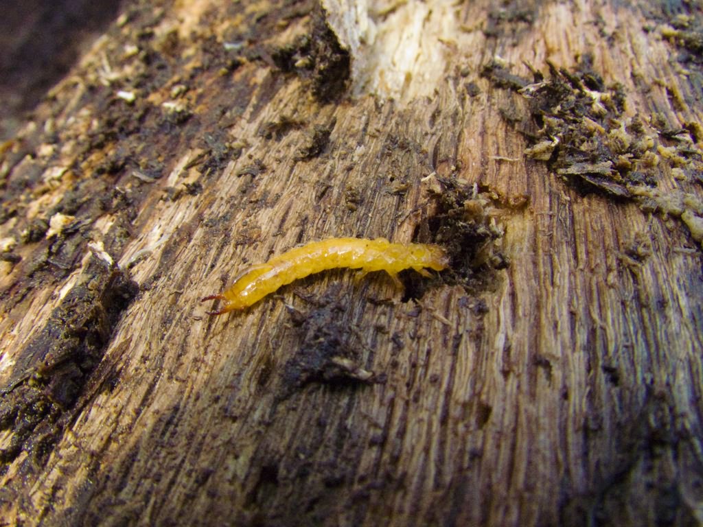 Schizotus pectinicornis (Linnaeus, 1758)