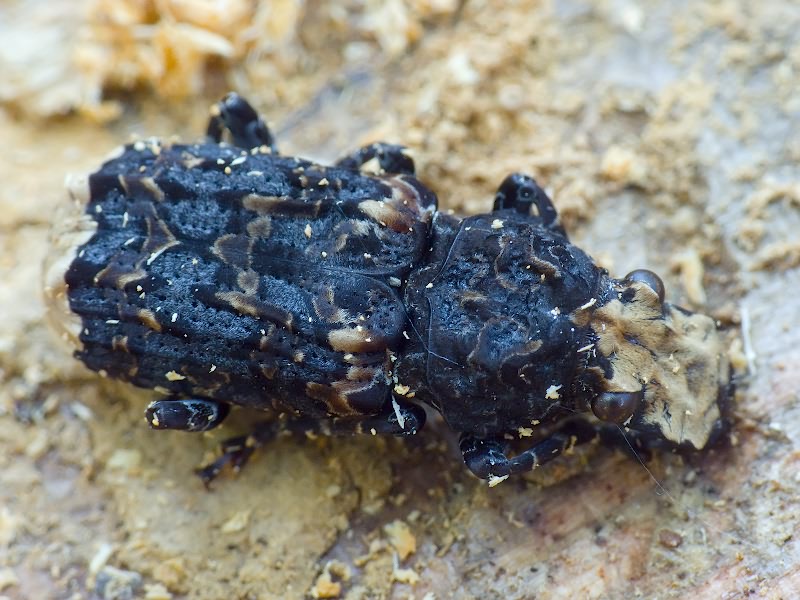 Platyrhinus resinosus (Scopoli, 1763)