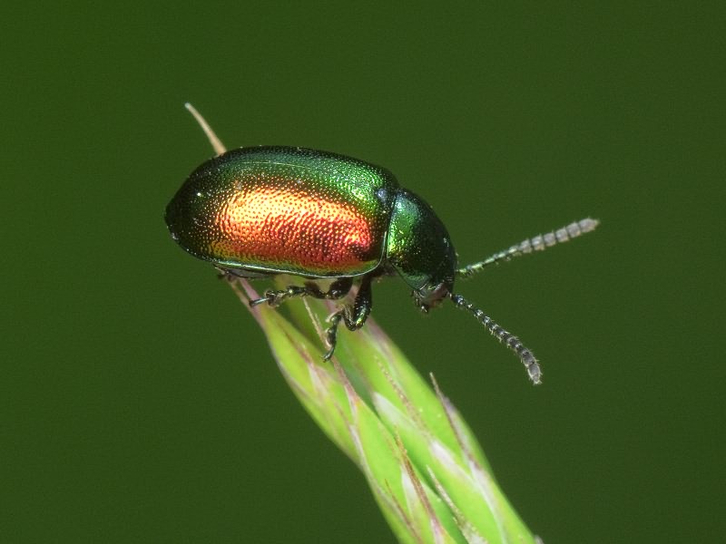 Gastrophysa viridula (De Geer, 1775)