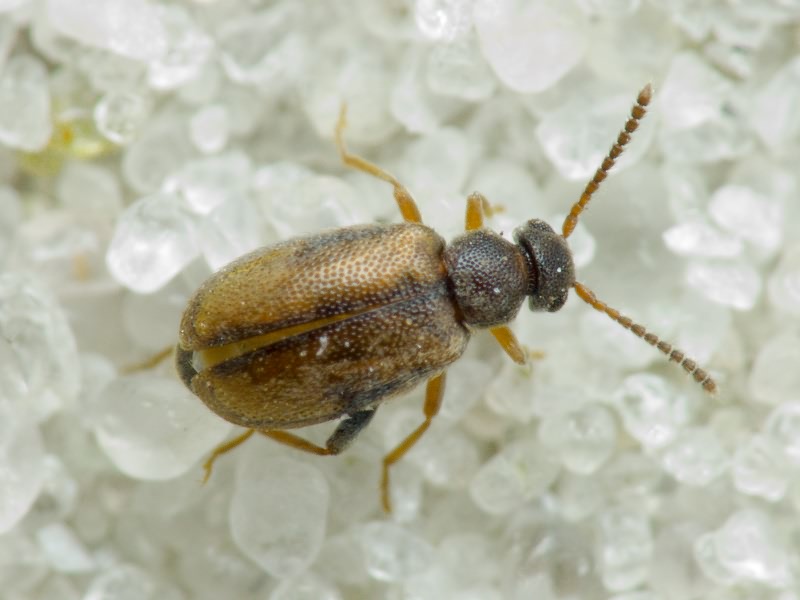 Otolelus pruinosus (von Kiesenwetter, 1861)