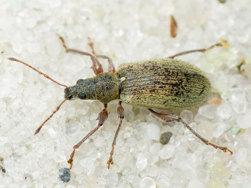 Phyllobius (Metaphyllobius) jacobsoni Smirnov, 1913