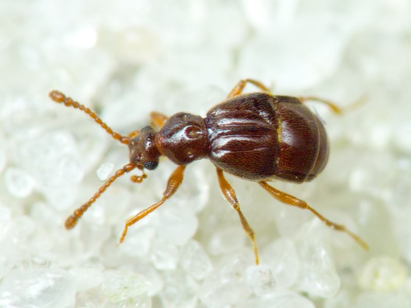 Brachygluta fossulata (Reichenbach, 1816)