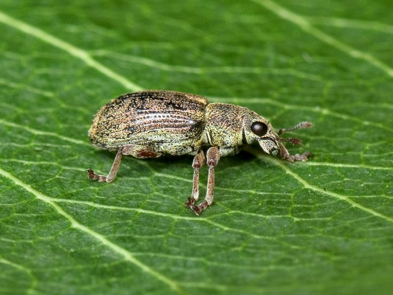 Sitona languidus Gyllenhal, 1834