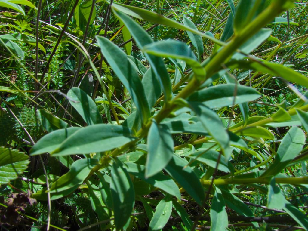 Linum