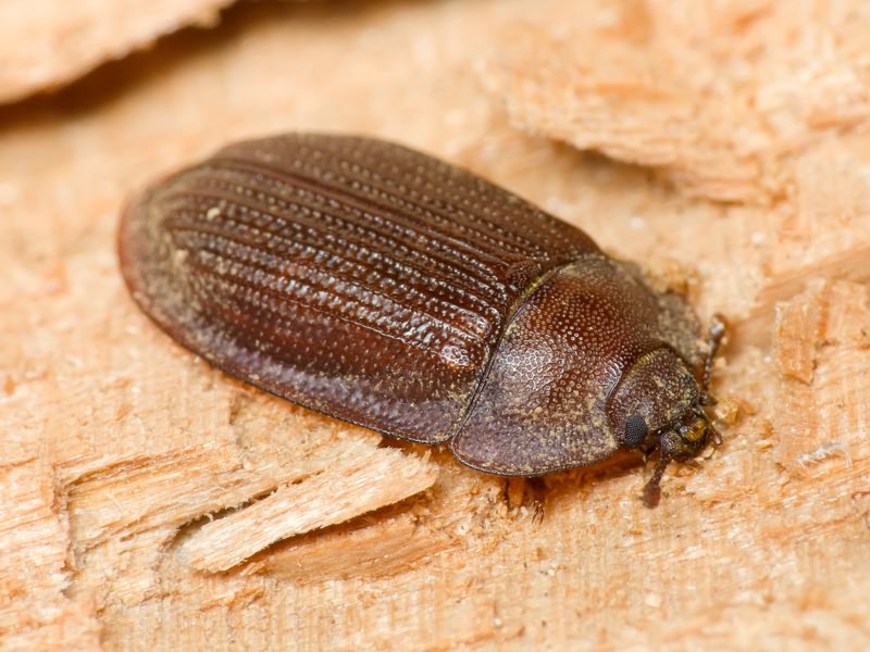 Peltis ferruginea (Linnaeus, 1758)
