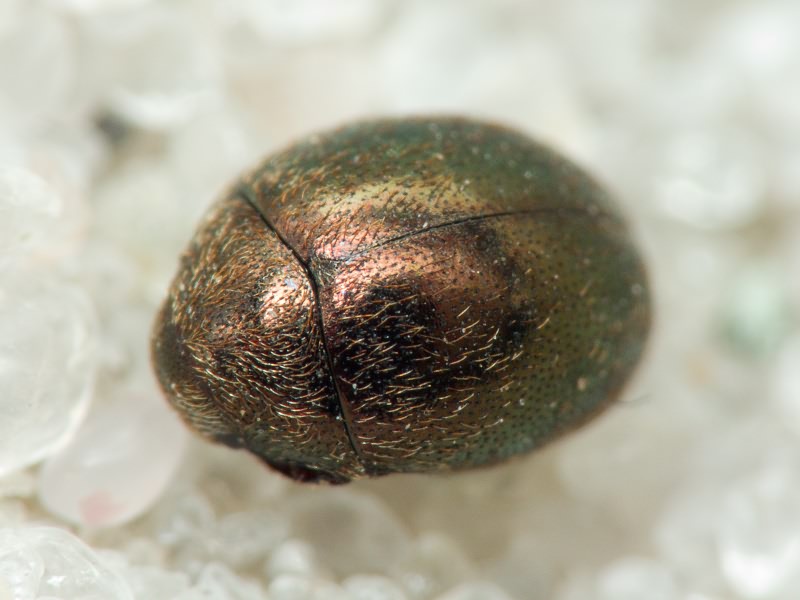 Lamprobyrrhulus nitidus (Schaller, 1783)