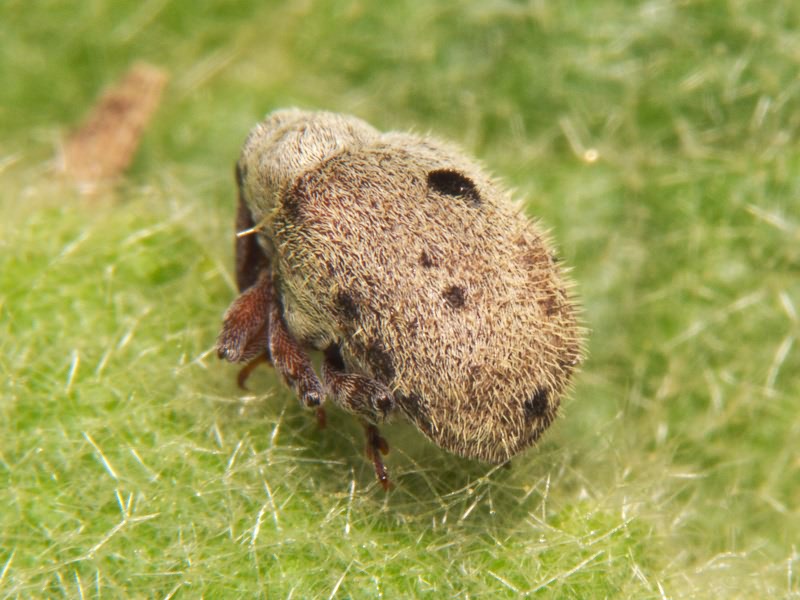 Cionus olens (Fabricius, 1792)