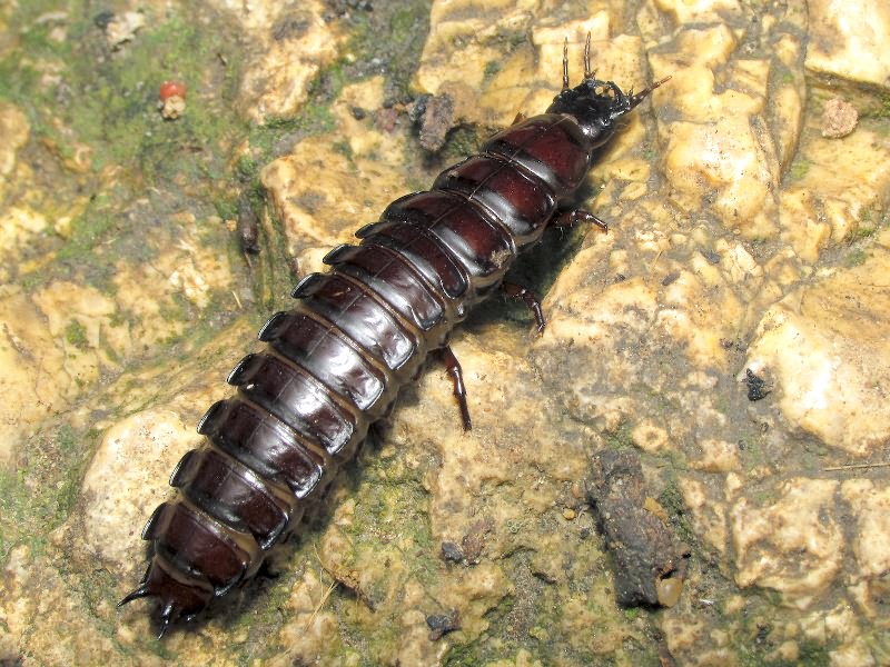Carabidae