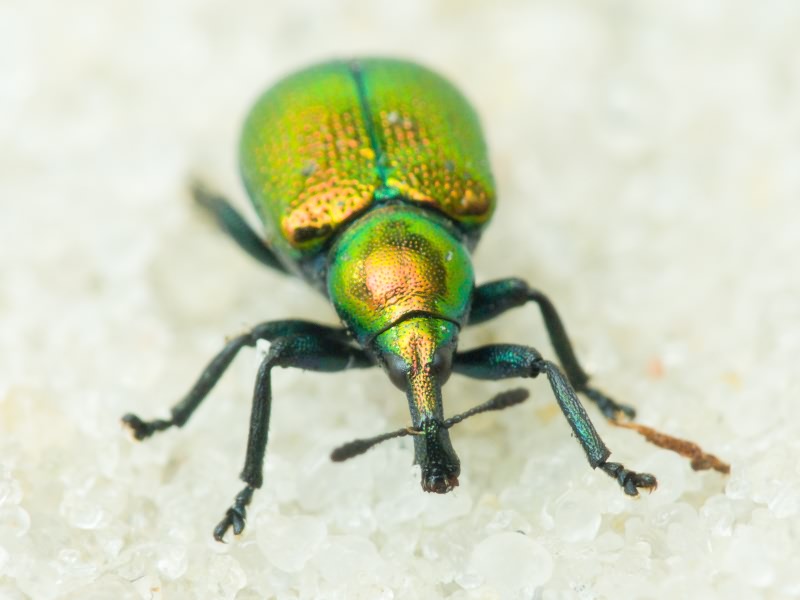 Byctiscus populi (Linnaeus, 1758)