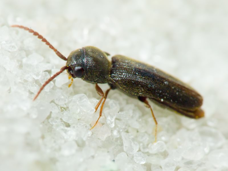 Dirrhagofarsus attenuatus (Mäklin, 1845)