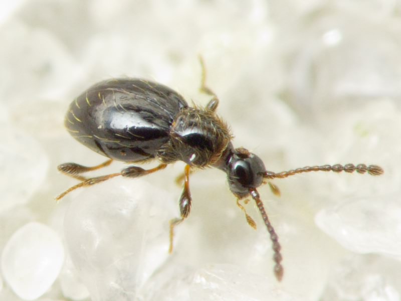 Euconnus (Euconnus) hirticollis (Illiger, 1798)