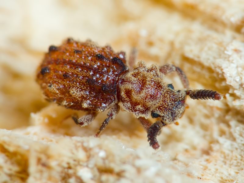 Nosodomodes diabolicus (Schaufuss, 1862)