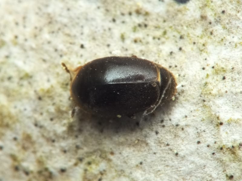 Arthrolips obscura (C.R.Sahlberg, 1833)
